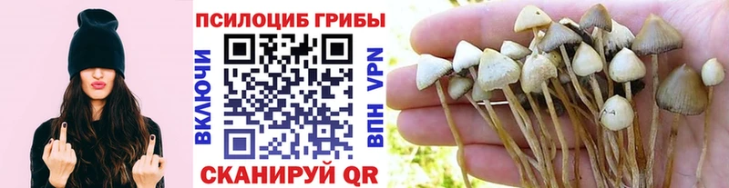 Псилоцибиновые грибы GOLDEN TEACHER  Бийск 